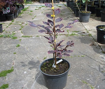 Бук лесной Пурпуреа Триколор